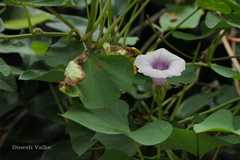 Ipomoea batatas